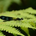 Image of Aristocypha cuneata imported from iNaturalist.