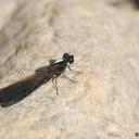 Image of Aristocypha trifasciata imported from iNaturalist.