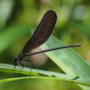 Image of Atrocalopteryx atrata imported from iNaturalist.