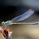 Image of Bayadera indica imported from iNaturalist.