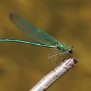 Image of Calopteryx angustipennis imported from iNaturalist.