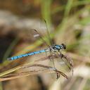 Image of Diphlebia lestoides imported from iNaturalist.