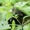 Image of Anisogomphus bivittatus imported from iNaturalist.