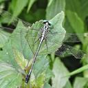 Image of Anisogomphus occipitalis imported from iNaturalist.