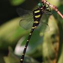 Image of Anotogaster sieboldii imported from iNaturalist.