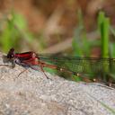 Image of Argia funcki imported from iNaturalist.