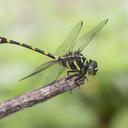 Image of Ictinogomphus decoratus imported from iNaturalist.