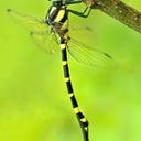 Image of Macrogomphus annulatus imported from iNaturalist.