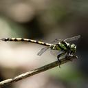 Image of Megalogomphus smithii imported from iNaturalist.