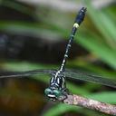 Image of Megalogomphus sommeri imported from iNaturalist.