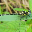 Image of Microgomphus torquatus imported from iNaturalist.