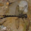 Image of Phanogomphus exilis imported from iNaturalist.