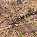 Image of Phanogomphus lividus imported from iNaturalist.