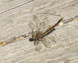 Female with egg sack