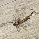 Female with egg sack