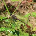 A Russet-tipped Clubtail perched on some low vegetation