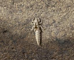 Exuvia from Male