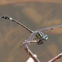 Image of Austroepigomphus praeruptus imported from iNaturalist.