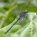 Image of Notogomphus dorsalis imported from iNaturalist.