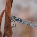 Image of Austrolestes annulosus imported from iNaturalist.