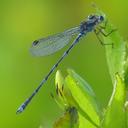 Image of Austrolestes leda imported from iNaturalist.