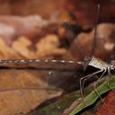 Image of Megapodagrion megalopus imported from iNaturalist.