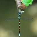 Image of Rhinagrion macrocephalum imported from iNaturalist.