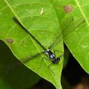 Image of Teinopodagrion macropus imported from iNaturalist.