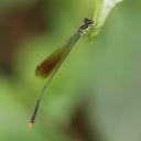 Image of Allocnemis flavipennis imported from iNaturalist.