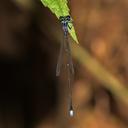 Image of Coeliccia didyma imported from iNaturalist.