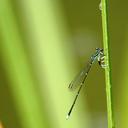 Image of Pseudocopera annulata imported from iNaturalist.