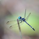 Image of Tetrathemis leptoptera imported from iNaturalist.