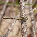 Image of Austrogomphus ochraceus imported from iNaturalist.