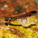 Image of Libellago stictica imported from iNaturalist.