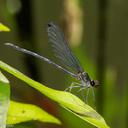 Image of Mnesarete borchgravii imported from iNaturalist.