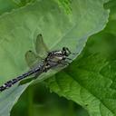 Image of Shaogomphus postocularis imported from iNaturalist.