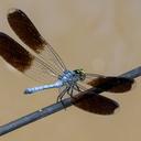 Image of Tetrathemis polleni imported from iNaturalist.