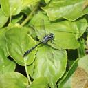 Image of Trigomphus melampus imported from iNaturalist.