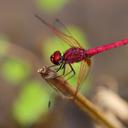 Image of Trithemis selika imported from iNaturalist.