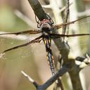 Image of Epitheca costalis imported from iNaturalist.