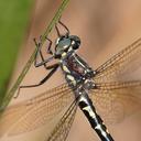 Image of Eusynthemis brevistyla imported from iNaturalist.