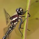 Image of Eusynthemis guttata imported from iNaturalist.