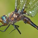 Image of Helocordulia uhleri imported from iNaturalist.