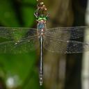 Image of Paracordulia sericea imported from iNaturalist.