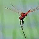 Image of Urothemis assignata imported from iNaturalist.