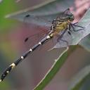 Image of Austrogomphus amphiclitus imported from iNaturalist.