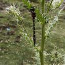 Image of Cordulegaster parvistigma imported from iNaturalist.