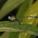 Image of Desmogomphus paucinervis imported from iNaturalist.