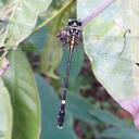 Image of Heliogomphus promelas imported from iNaturalist.