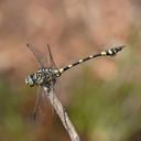 Image of Ictinogomphus australis imported from iNaturalist.